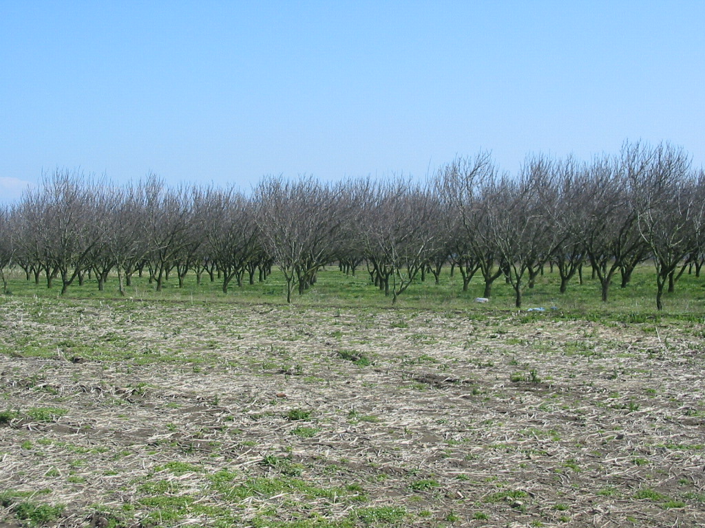 L'agricoltura a Pomigliano d'Arco